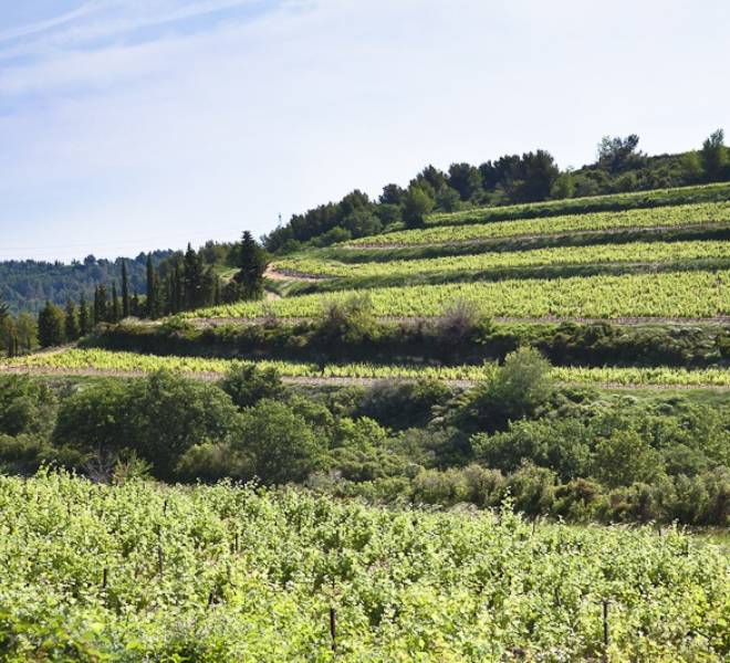 Vigneron producteur - vin - vigne naturelle et biologique 