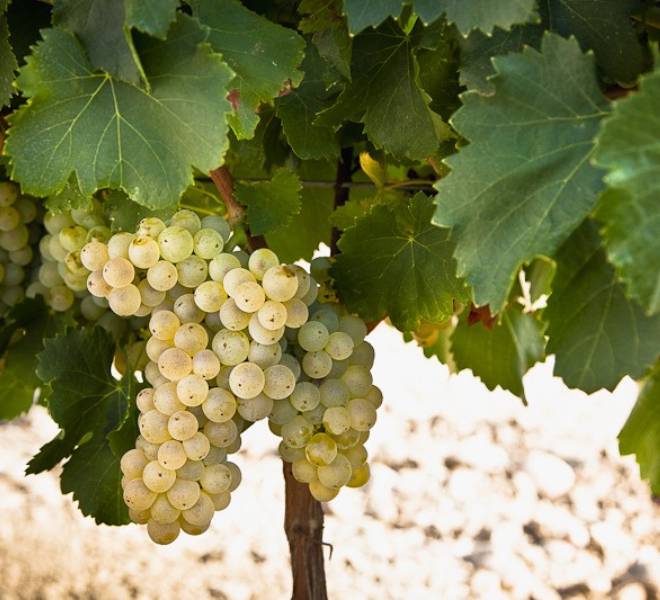 Vigneron producteur - vin - vigne naturelle et biologique 