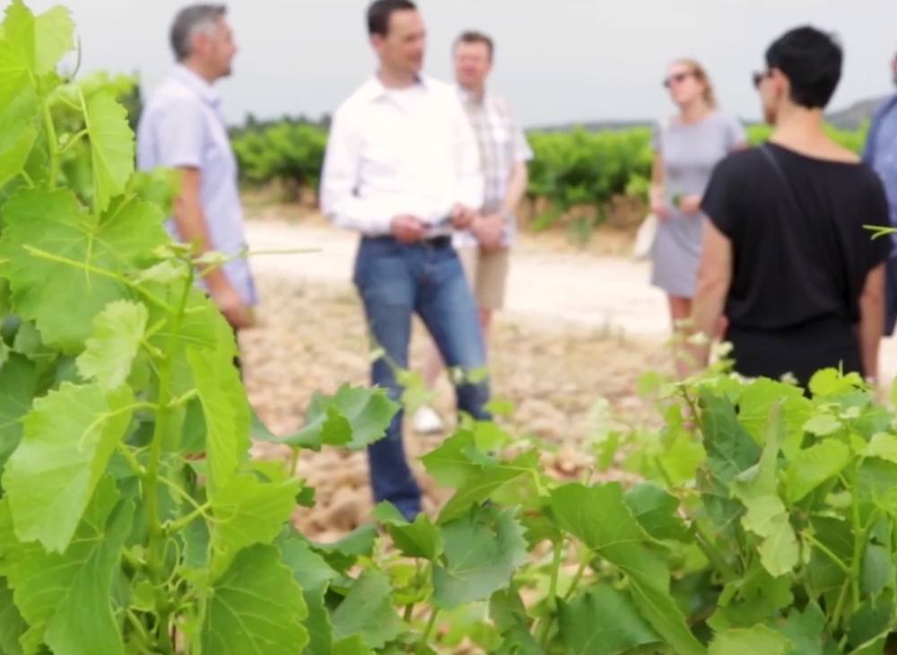 Free wine tasting and vineyard tour in the Gard, between Avignon and Nîmes